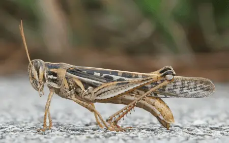 American grasshopper