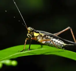 Difference between Crickets and Grasshoppers