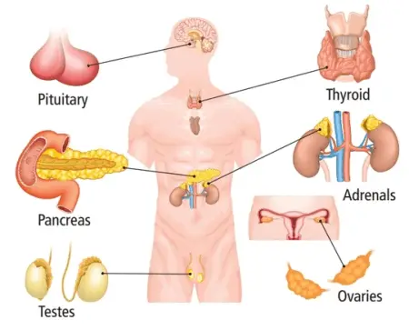 major endocrine glands