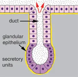 Diagram showing a basic secretion process