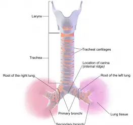 Difference between Trachea and Esophagus