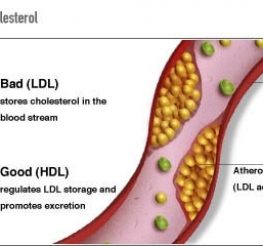 Difference between HDL and LDL cholesterol