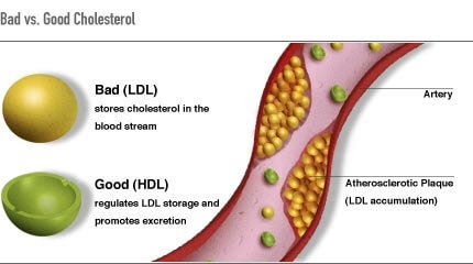 Bad and good cholesterol