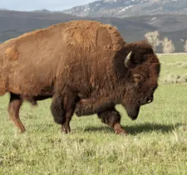 Difference between Bison and Buffalo Meat