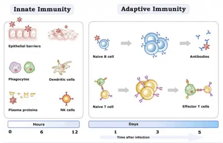 immunity diagram