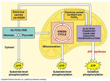 What is aerobic respiration and how does it work