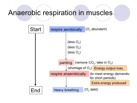 diagram of an anaerobic respiration