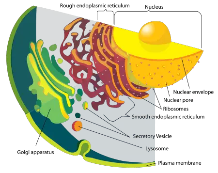 cross-section of an animal cell