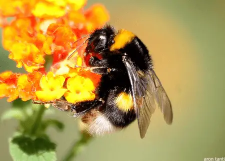 A bumblebee perched on a flower