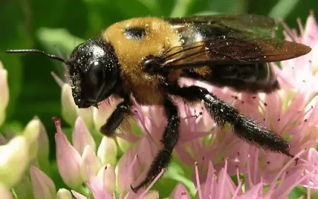 A carpenter bee perched on a flower