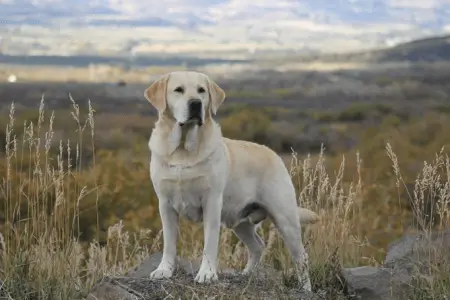 English Labrador