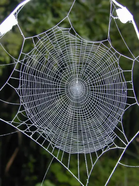 Cobweb vs. Spiderweb