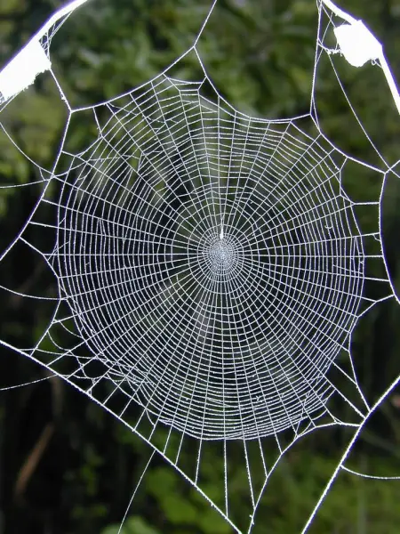 Difference between a Spider Web and a Cobweb - Difference.Guru