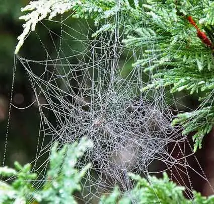 Spider Web vs Cobweb - Difference