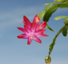 Difference between a Christmas Cactus and a Thanksgiving Cactus