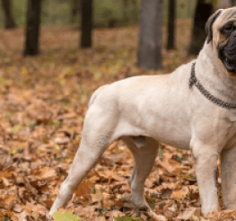 Difference between a Bullmastiff and an English Mastiff