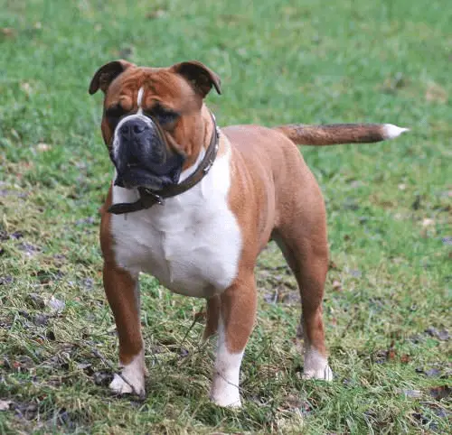 Difference Between an Olde English Bulldogge and an ...