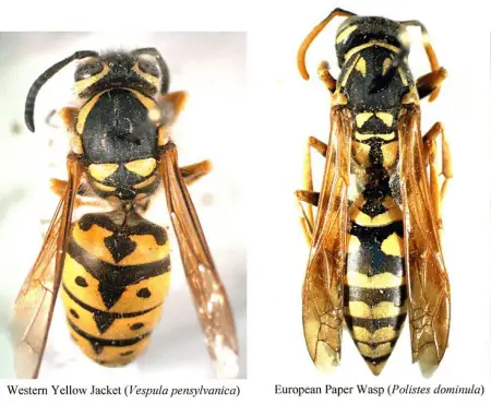 Wasps comparison