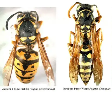 Difference between a typical wasp and a yellowjacket
