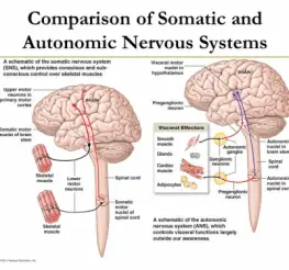 Difference between the Somatic and the Autonomic Nervous System