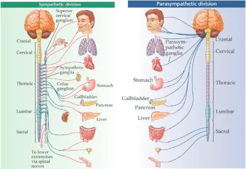 divisions of the autonomic nervous system