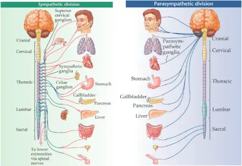 define somatic nervous system