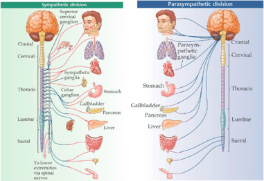 somatic and autonomic nervous system