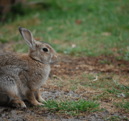 Difference between a Rabbit and a Hare