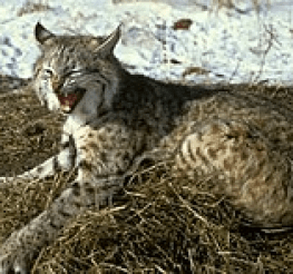 Difference between a Bobcat and a Lynx