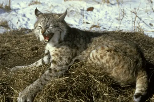 bobcat