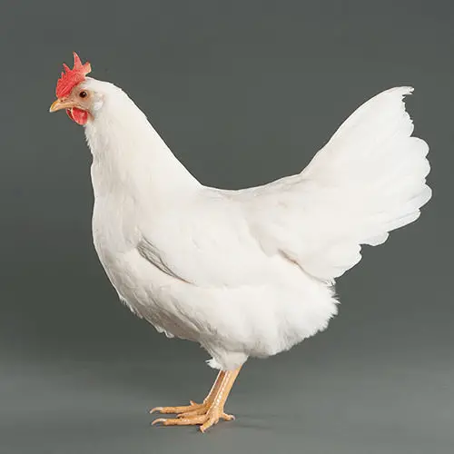 Cornish hen