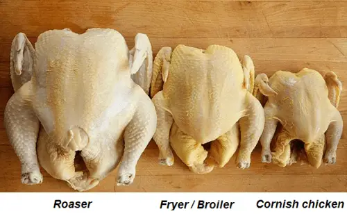 Sizes of chickens