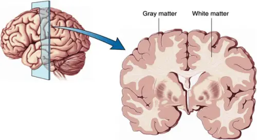 White vs Gray Matter - Difference