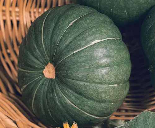 Kabocha squash