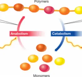 Difference between Anabolism and Catabolism