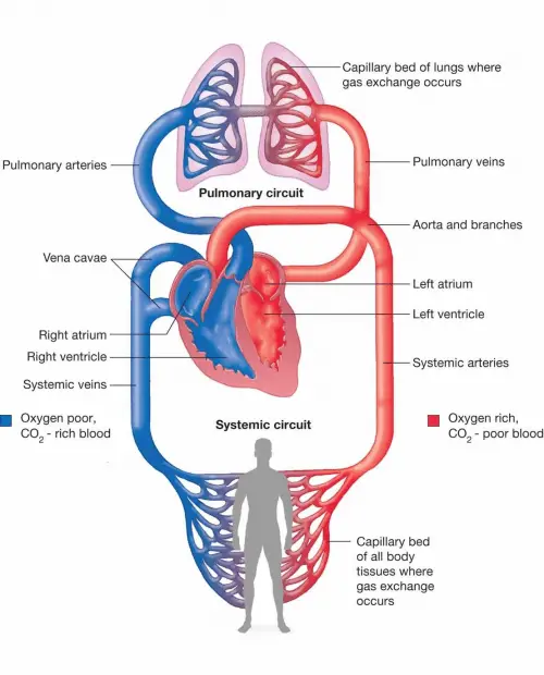 pulmonary and systemic circulation