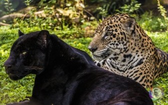 Difference Between Panther and Jaguar