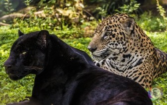 jaguar vs panther