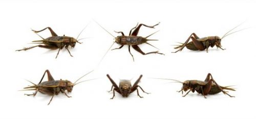 Difference between Black and Brown Crickets