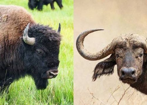 Difference Between Bison and Buffalo