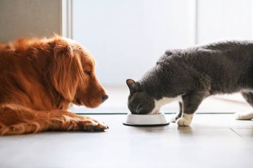 Difference Between Cat Food and Dog Food