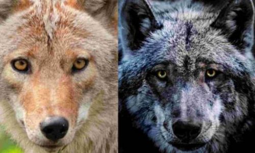 Difference Between Coyote and Wolf - Difference.Guru