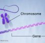 Difference Between Gene and Chromosome