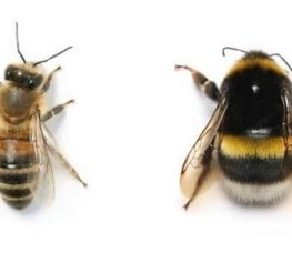 Difference Between Honeybees and Bumblebees