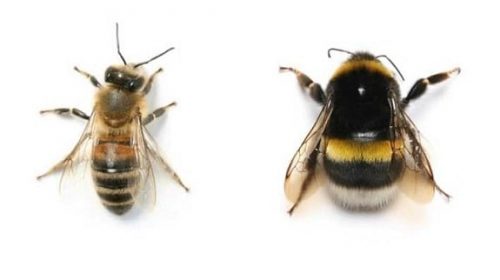 Difference Between Honeybees and Bumblebees