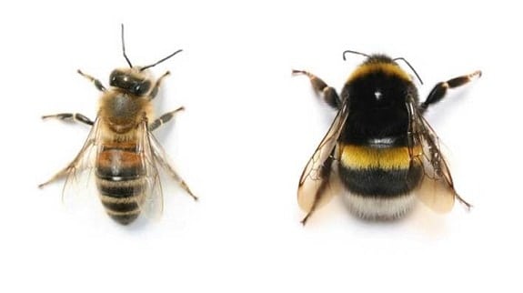 The Difference Between Bumblebees and Honey Bees