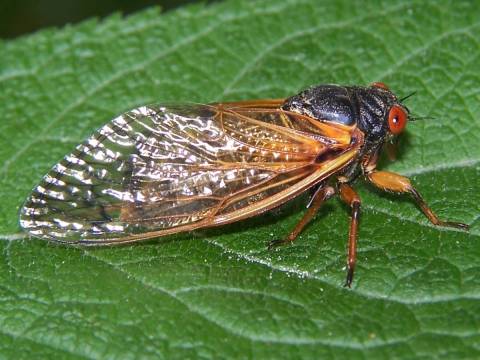 Difference Between Locust and Cicada