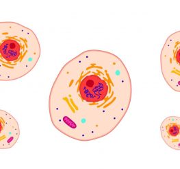 Difference Between Nucleus and Nucleolus
