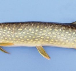 Difference Between Pike and Pickerel