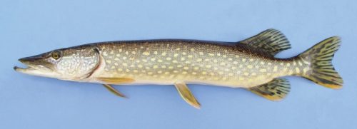 Difference Between Pike and Pickerel